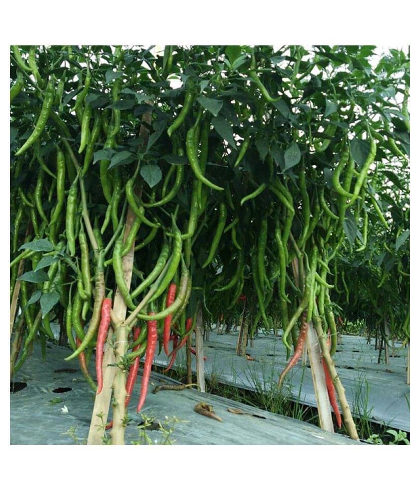     			Recron Seeds Garden Hot Chilli Pepper - Mirchi Chilli Seeds - ( 50 seeds )