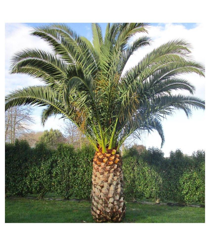 sky star agro & co. - Areca palm Plant ( 5 Seeds ) sky star agro & co. - Areca palm Plant ( 5 Seeds )
