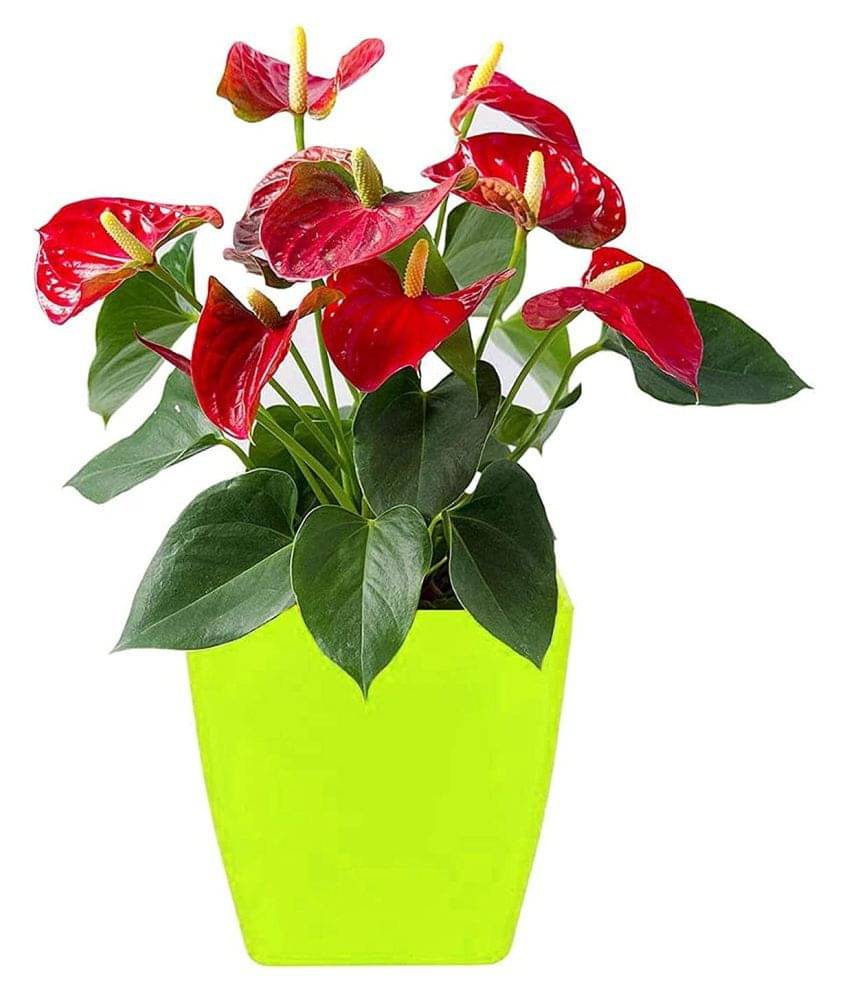     			Fervent Plastic Square Flower pot/ Plant Container/Planter for Indoor/Outdoor Gardening - 3 pcs (Assorted Color)
