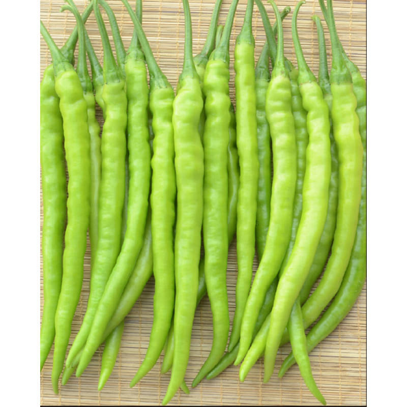     			High yielding chilli F1 hybrid Green Chilli | Pack of 50 seeds