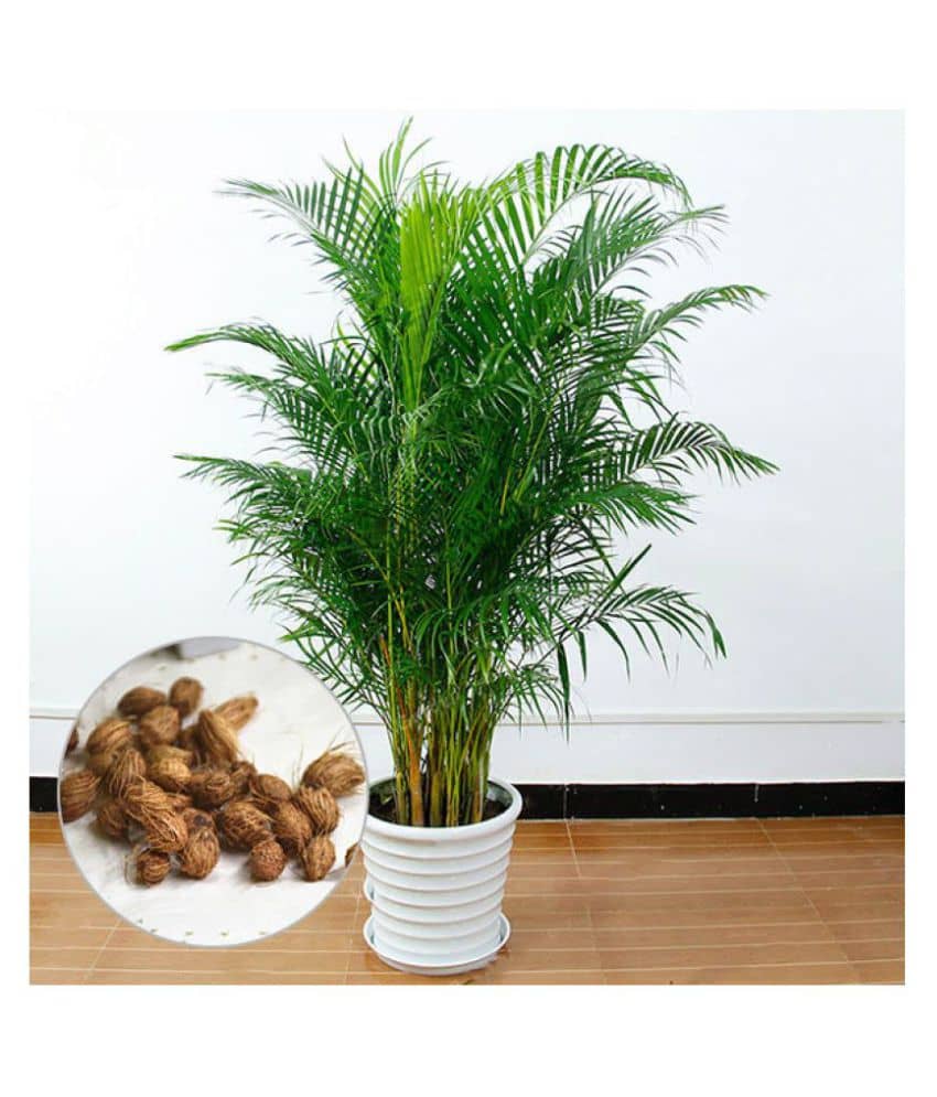 Areca Palm Indoor & Outdoor Seeds Pack of 5 Seeds