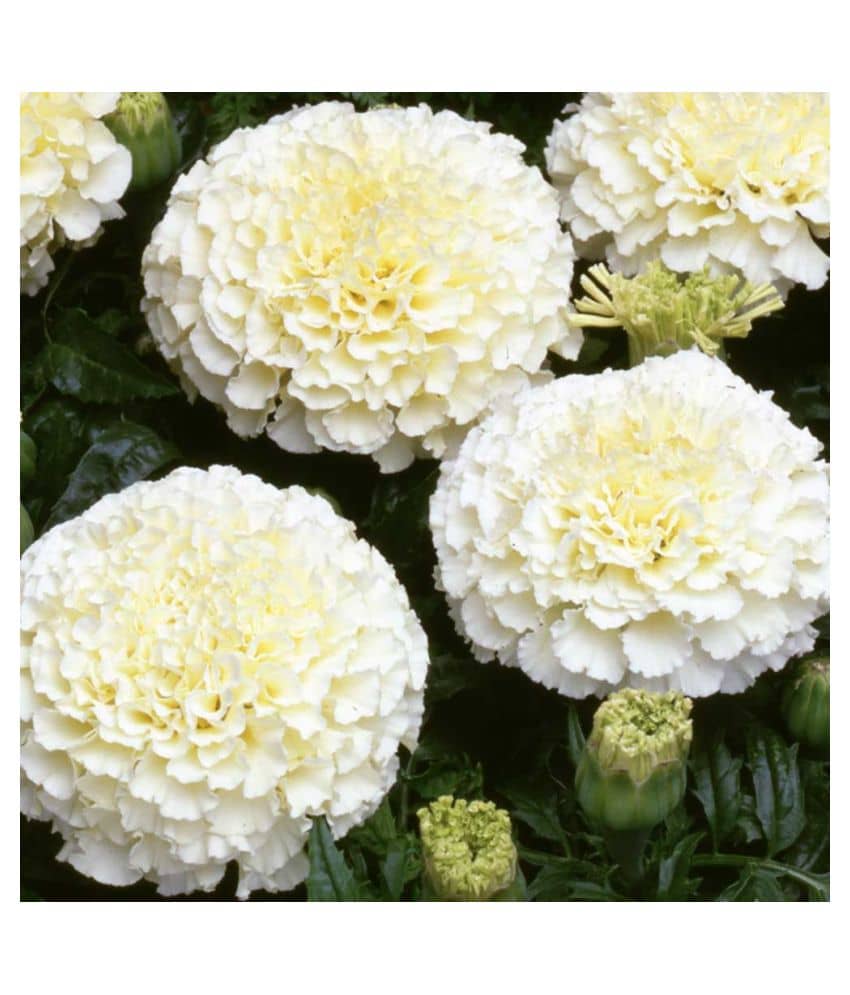 Bijilee F-2 Vanilla White - Flower Seeds Pack Of 30 Seeds