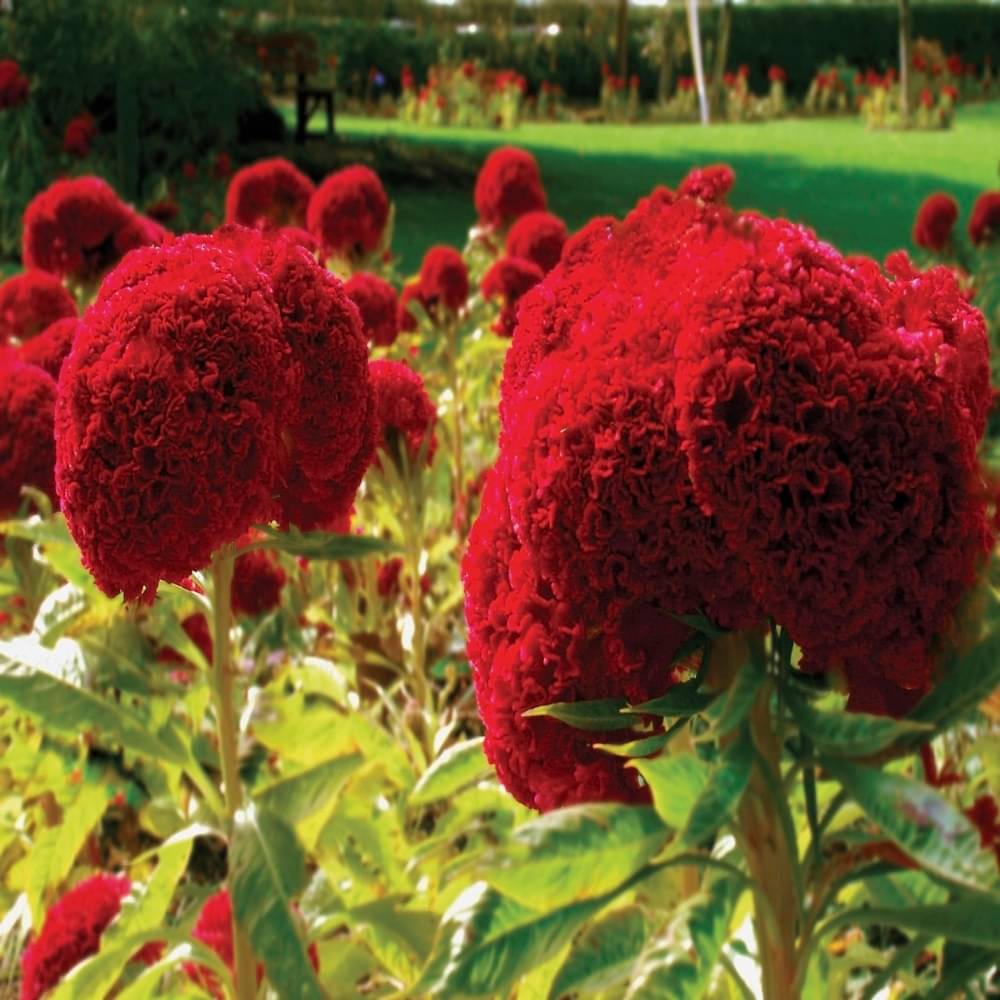     			Cox comb flower seeds 40 seeds
