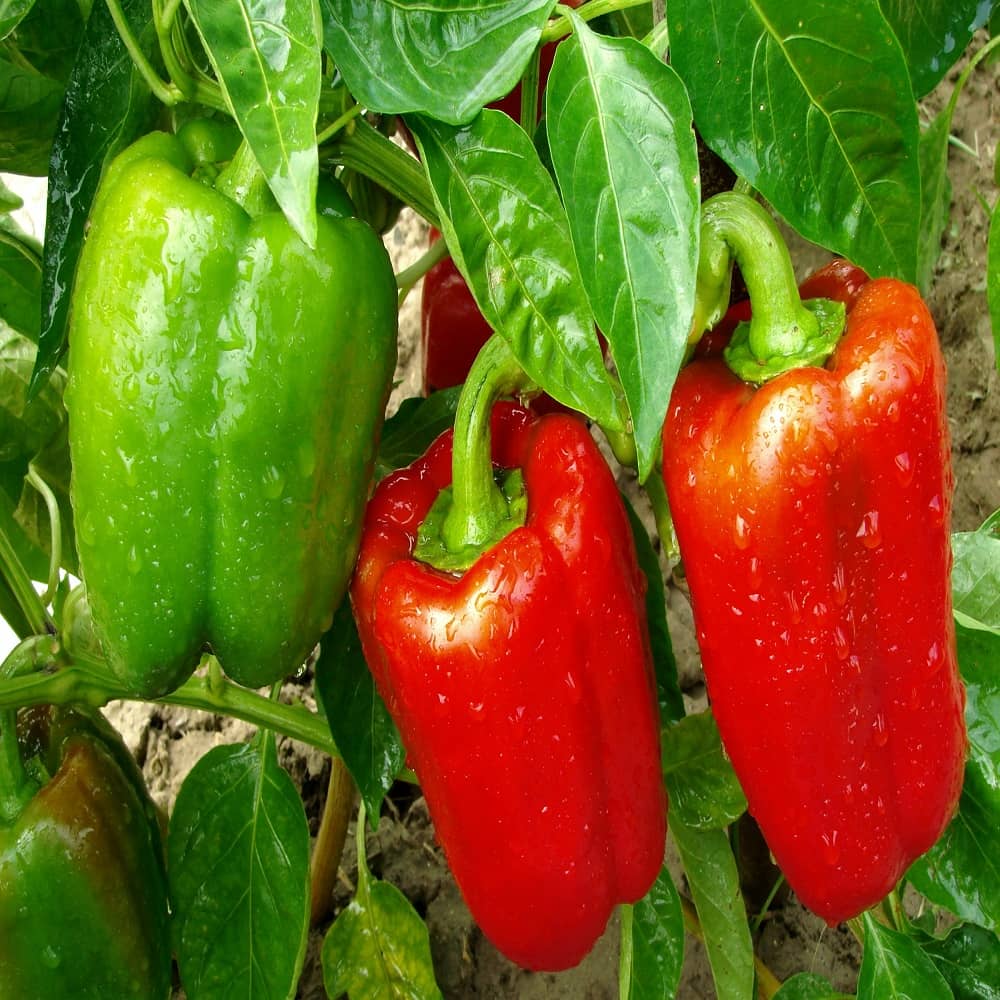 Hybrid GREEN capsicum Vegetable Seeds, Shimla Mirch Seeds Seed (20 per packet)