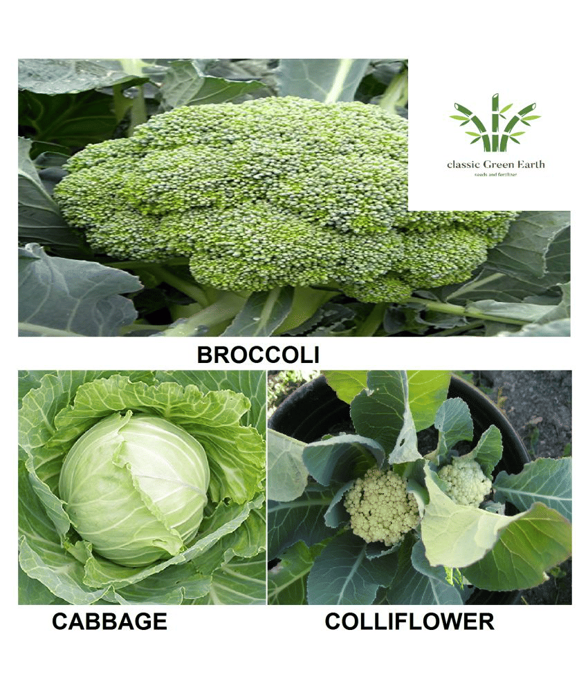     			broccoli +cabbage +cauliflower 100+ deesds with growing cocopeatt