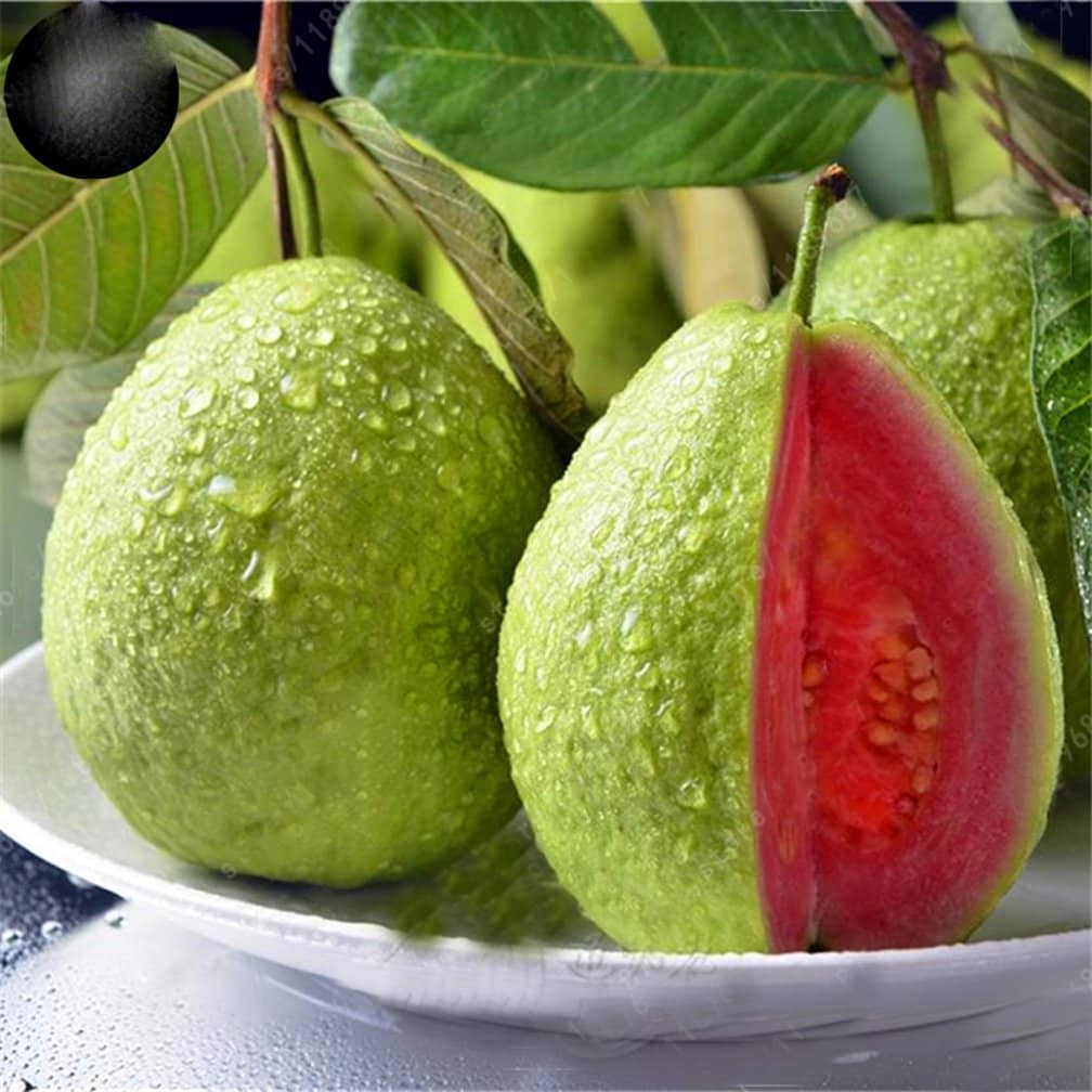 Dwarf Sweet White Guava/Psidium guajava Fast Growing 100 seeds with cocopeat soil