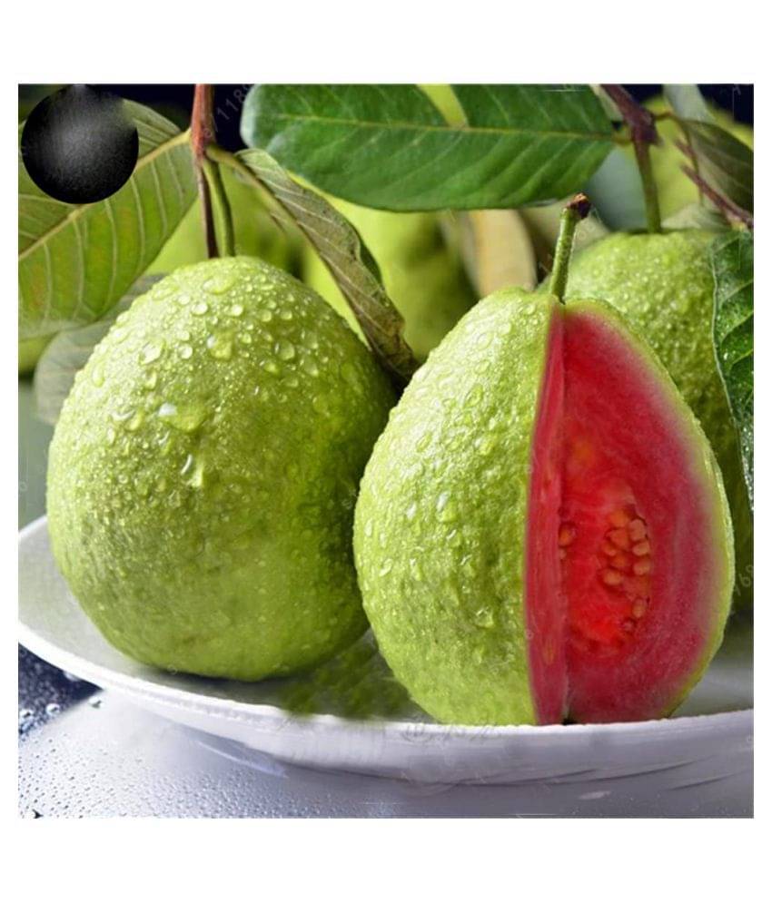     			Red Strawberry Guava Tropical Fruit Seeds for Growing ( 100 Seeds Pack)