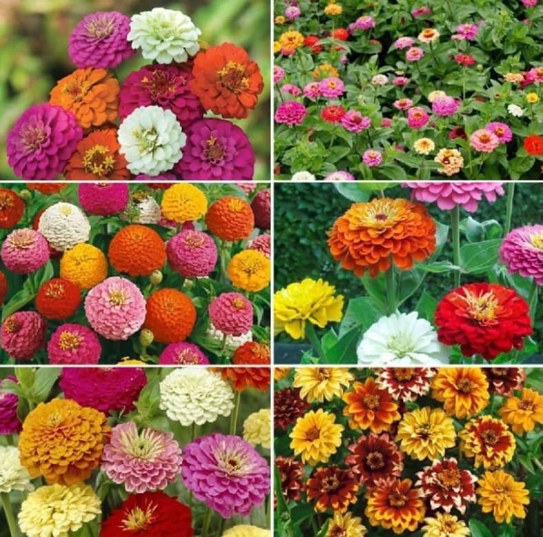 zinnia flower 25 seed pack more than 10 colors flower seed ( 25 seed )