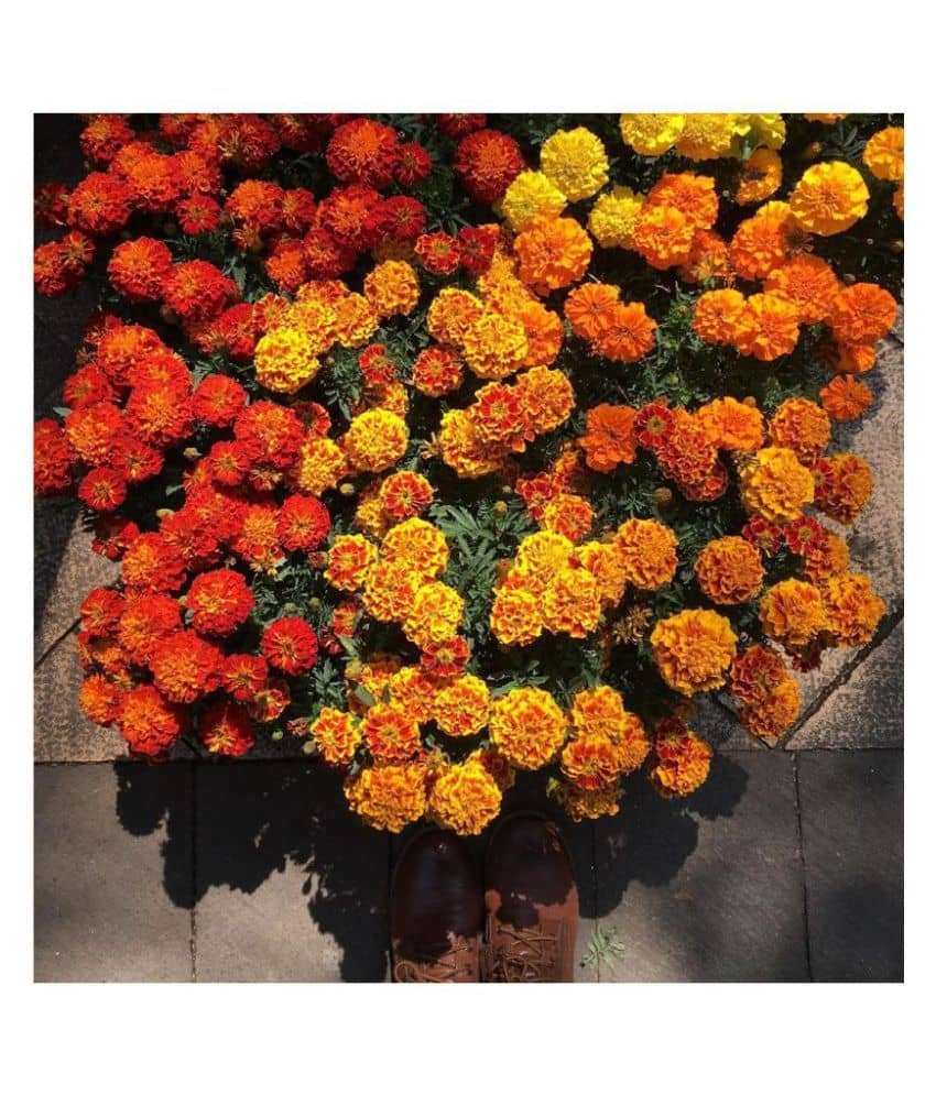 Marigold Mix Flower Seeds 30 Seeds Pack