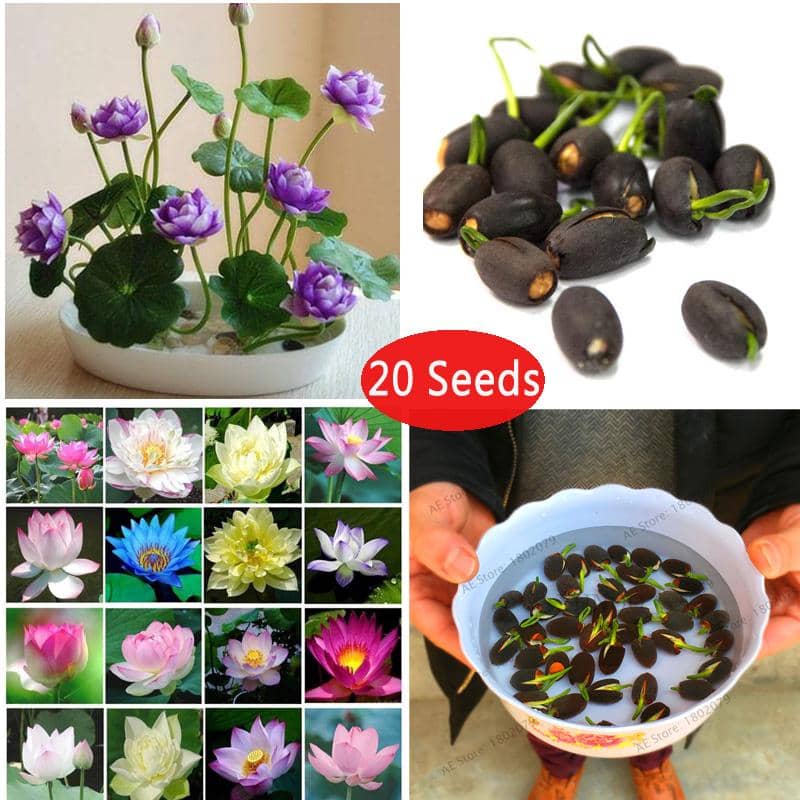 sky star agro & co. - Lotus Flower ( 20 Seeds )