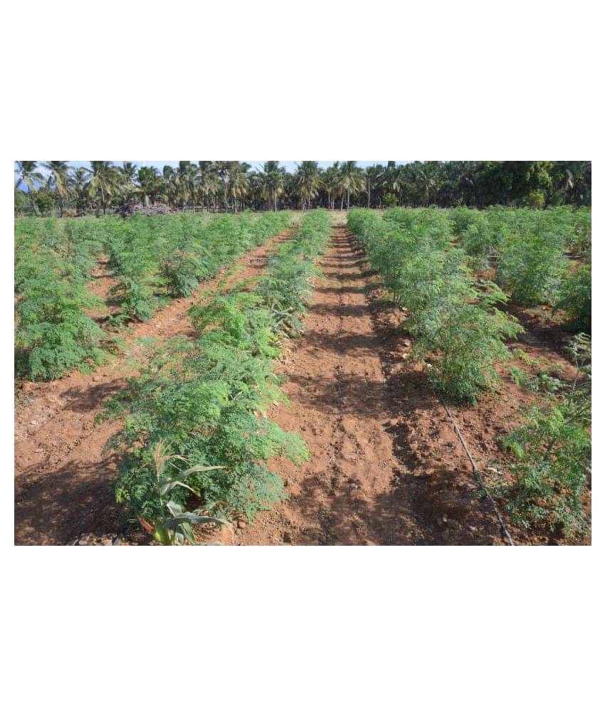 Dwarf Hybrid Drumstick Moringa Oleifera Short Dwarf Variety Vegetable Seeds Pack Of 15 Seeds Dwarf Hybrid Drumstick Moringa Oleifera Short Dwarf Variety Vegetable Seeds Pack Of 15 Seeds