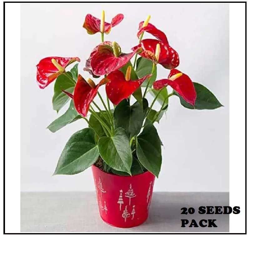     			ANTHURIUM PLANT 20 SEEDS COMBO PACK WITH FREE COCO PEAT AND USER MANUAL FOR INDOOR AND OUTDOOR HOME GARDENING USE