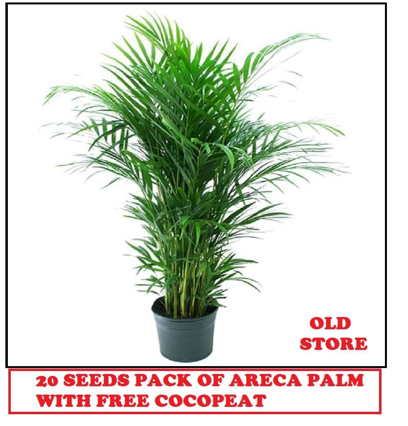     			ARECA PALM PLANT 20 SEEDS PACK FOR HOME GARDENING USE INDOOR OUTDOOR WITH FREE COCO PEAT COMBO PACK WITH USER MANUAL