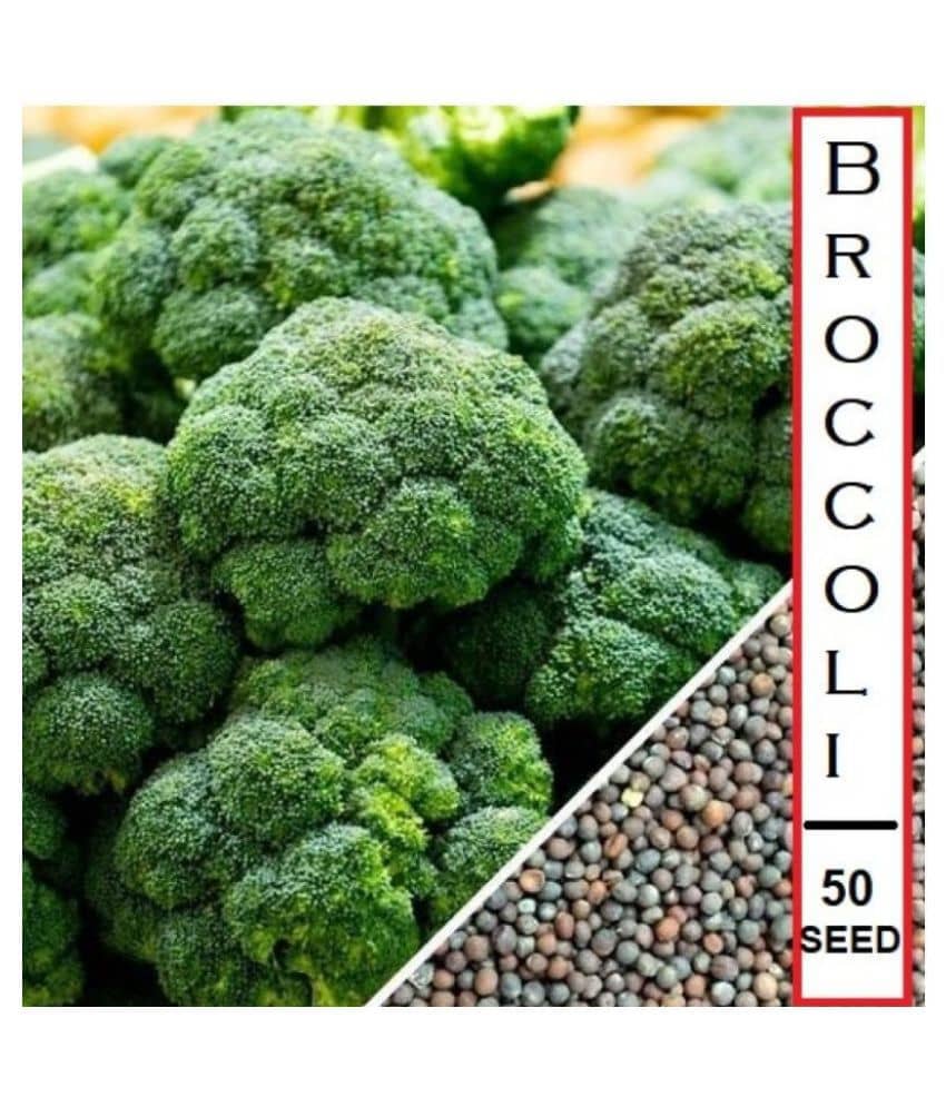 Broccoli F1 Hybrid Vegetable Seeds - 50 seeds