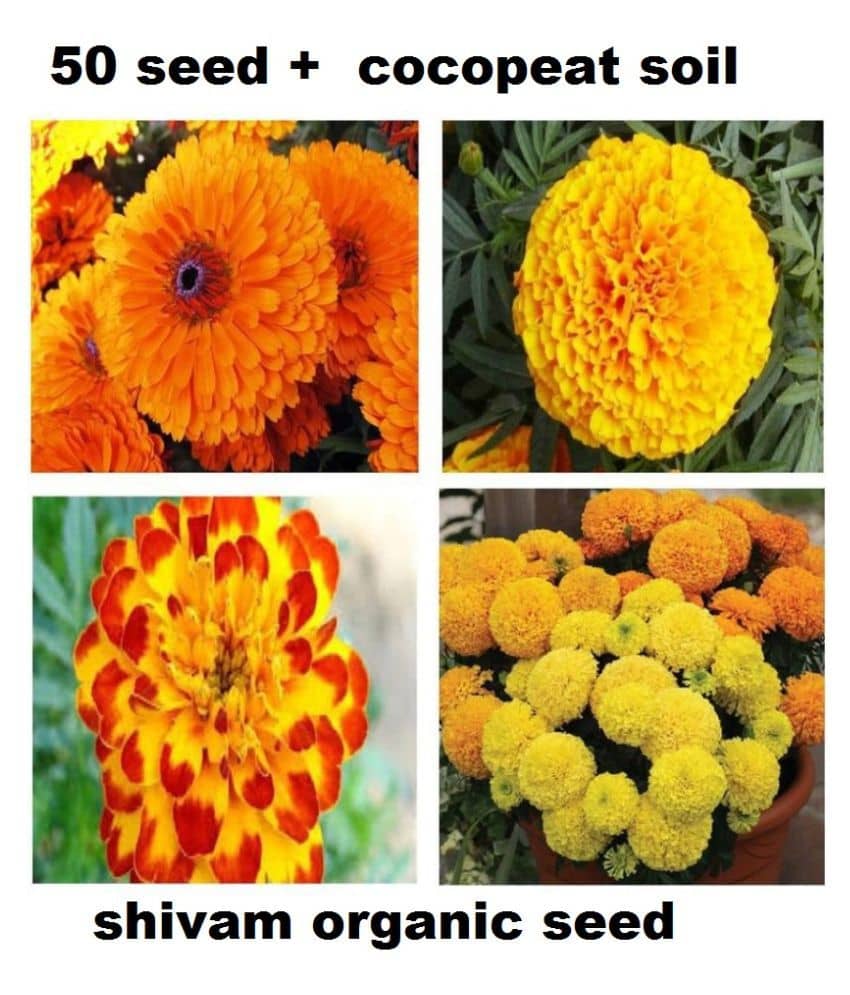 Marigold flower Seeds mix (50 Seeds + cocopeat free )