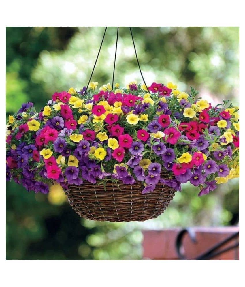 Petunia Flower Best Quality Premium Hyrbrid - 50 - seeds