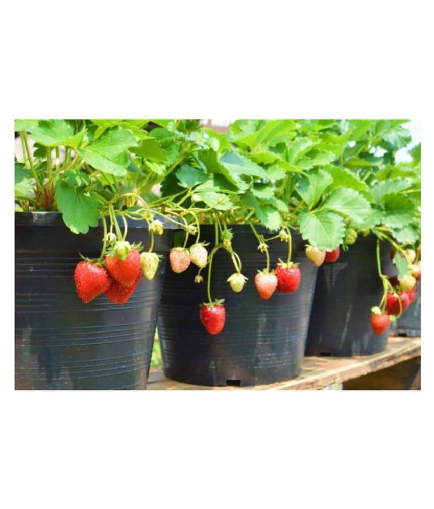 Strawberry Alpine Fragaria Fruit Seeds - ( 20 seeds )