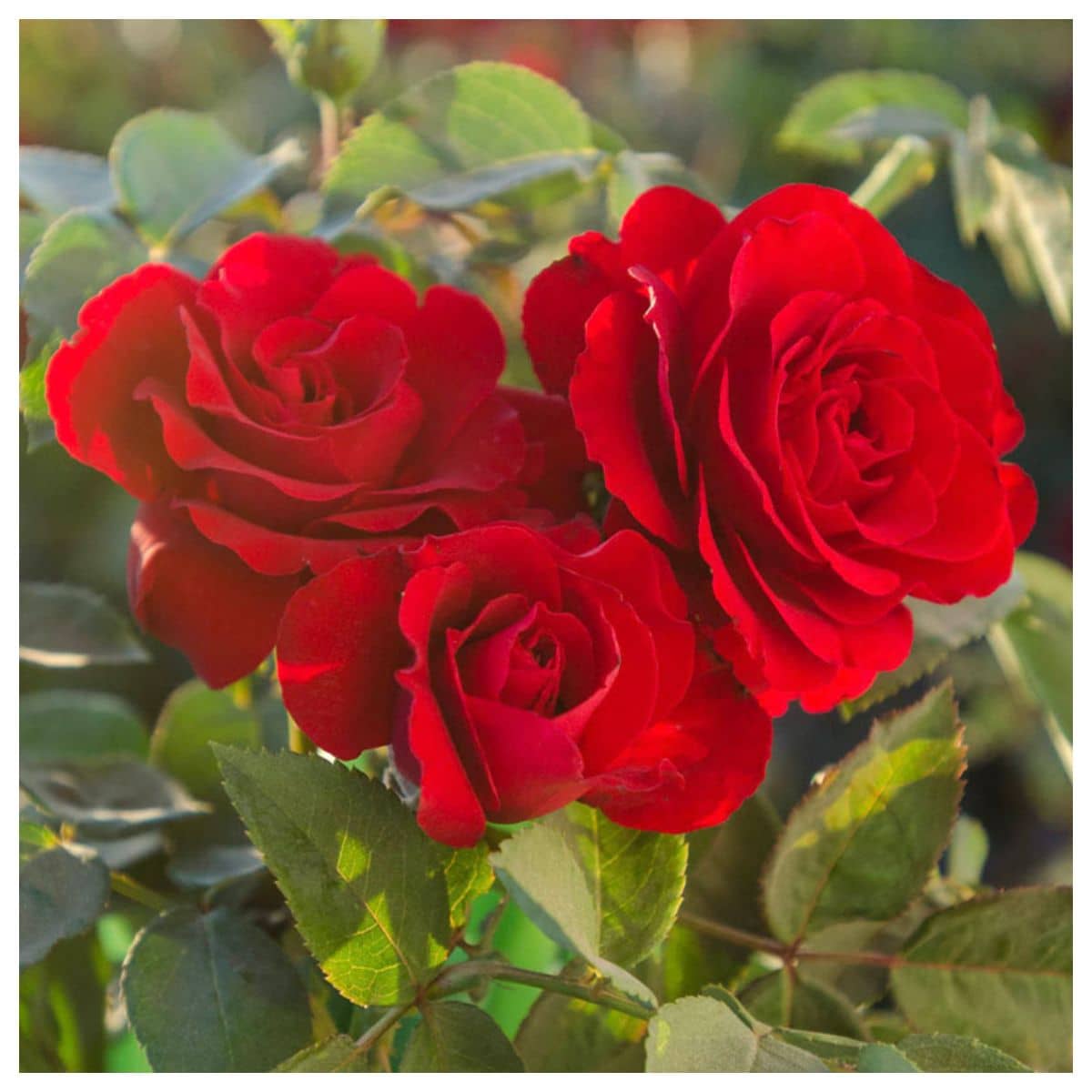 Azalea Gardens Rose Flower Seeds "Red Osiria Ruby Rose" 20 Seeds Pack