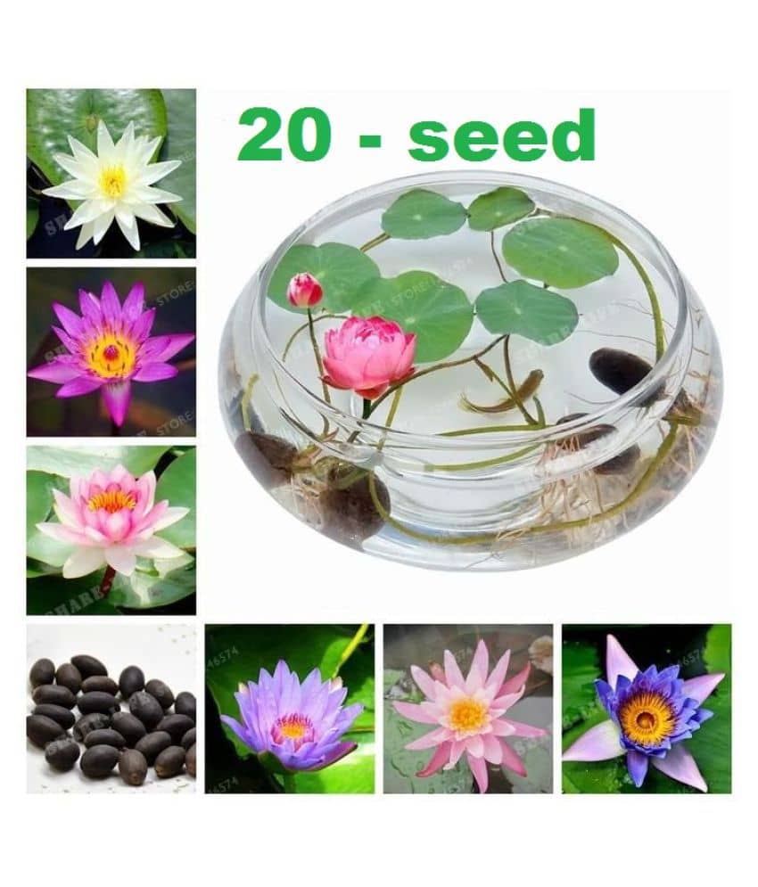 All Season Bowl Lotus Flower Seeds Flower 20 Seeds/Pack Mixed Color