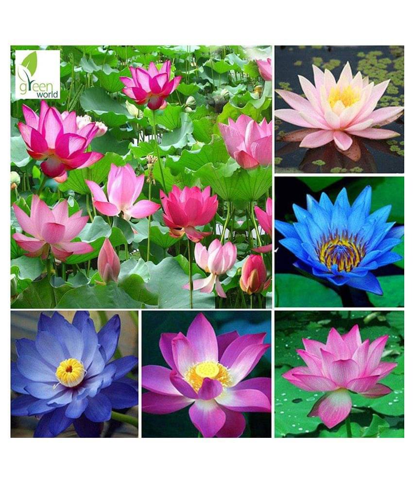     			louts seeds 20 seeds for home gardenig