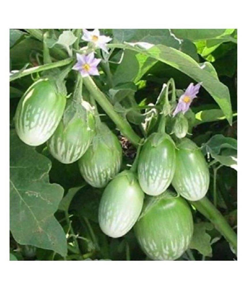     			BRINJAL Seeds, F1 Hybride (51 seeds)