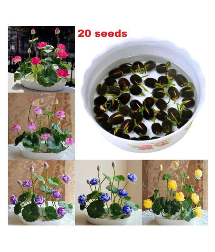 sky star agro & co. - Lotus Flower ( 20 Seeds )