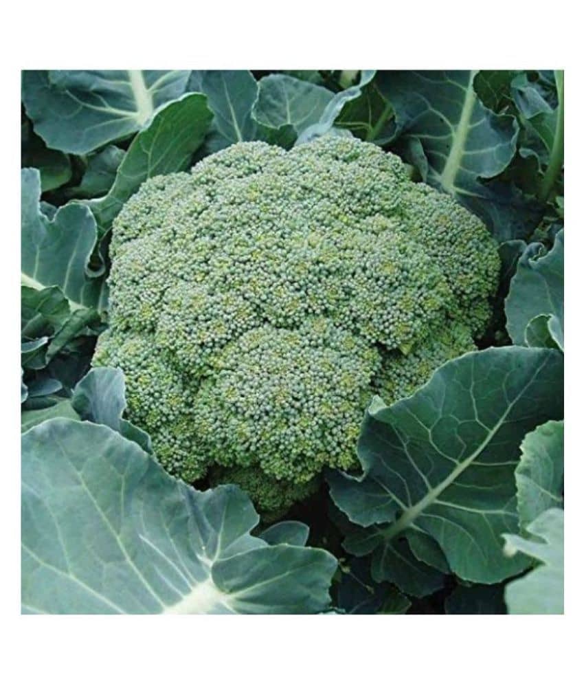 HN organic seed - Broccoli Vegetable ( 50 Seeds )