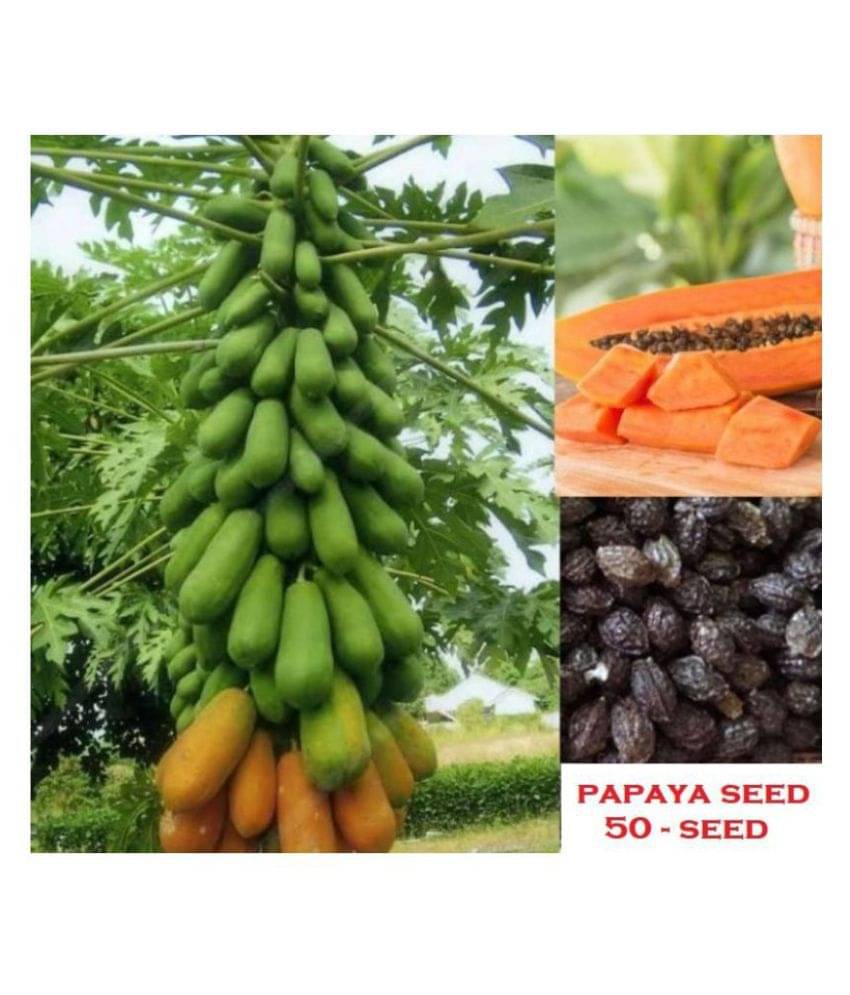     			Papaya Seeds, F1 Hybride (50 seeds)