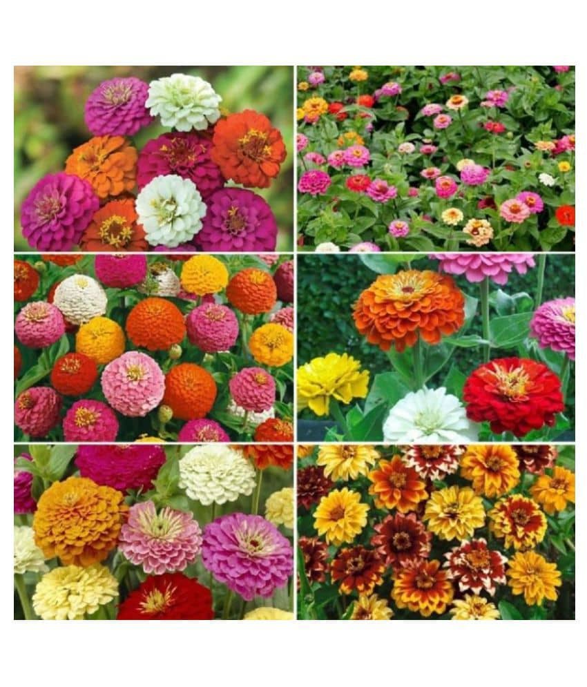 Zinnia Double Mix Flower Seeds (Multicolour, Pack of 25 )
