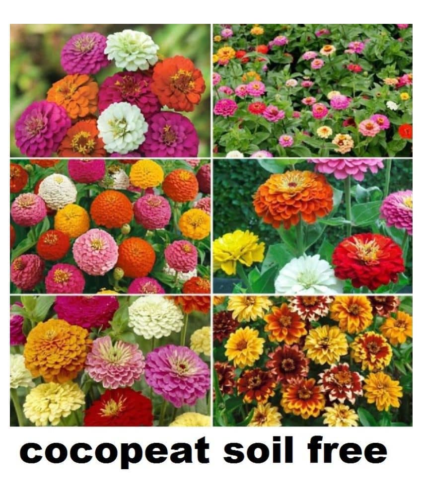 Zinnia Mix Flower 50 Seeds PACK MIX COLORS PLANT SEEDS WITH INSTRUCTION MANUAL