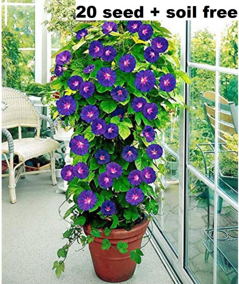 Iphomia mix flower seeds Pack of 20 with cocopeat soil free.