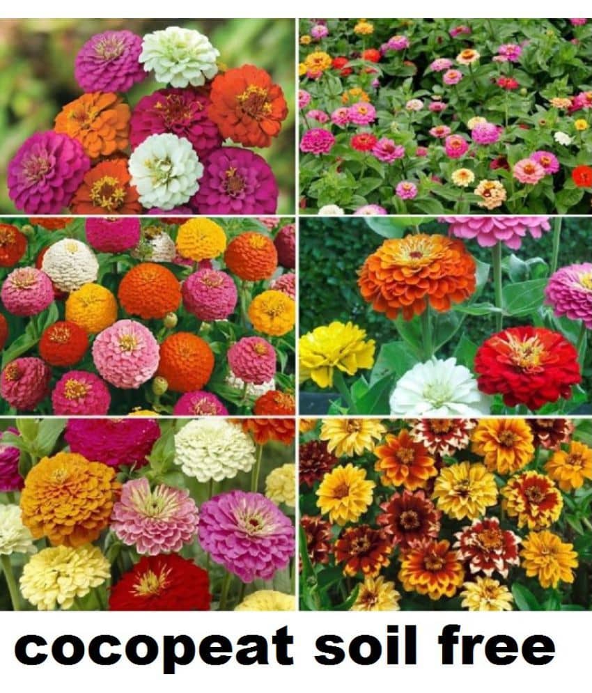 Zinnia Double Mix Flower Seeds (Multicolour, Pack of 25 )