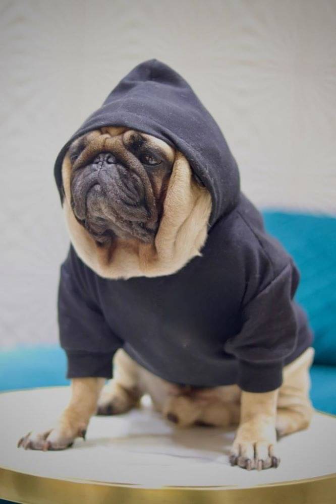     			Baeship Studio Black Cotton Dog X-Small Jacket