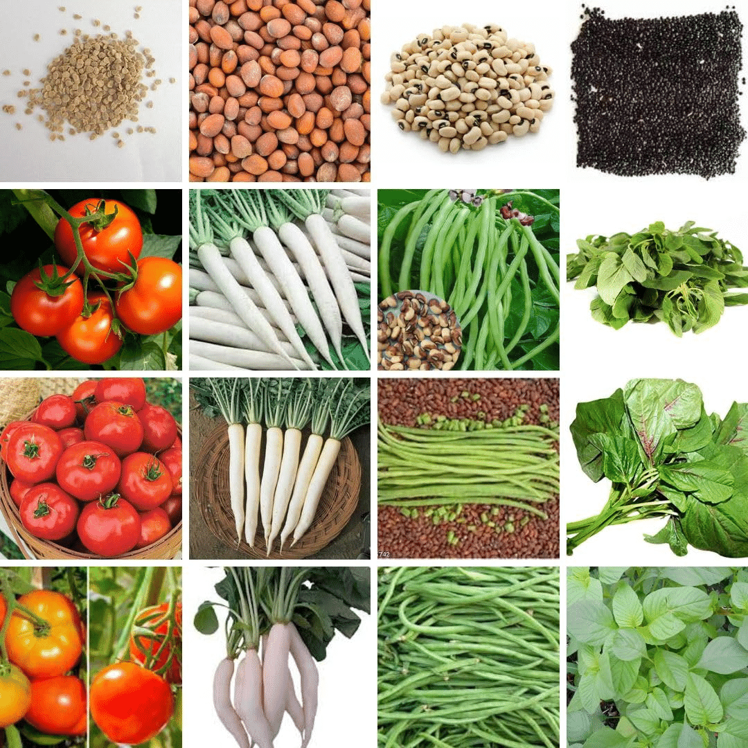 Vedhahi Amaranth Vegetable 4 Varieties ( 200 Seeds ) Vedhahi Amaranth Vegetable 4 Varieties ( 200 Seeds )