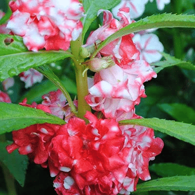     			Vedhahi Balsam Mixed Flower ( 150 Seeds )