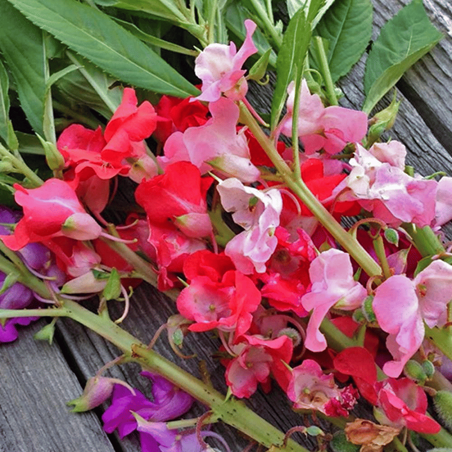     			Vedhahi Balsam Mixed Flower ( 50 Seeds )