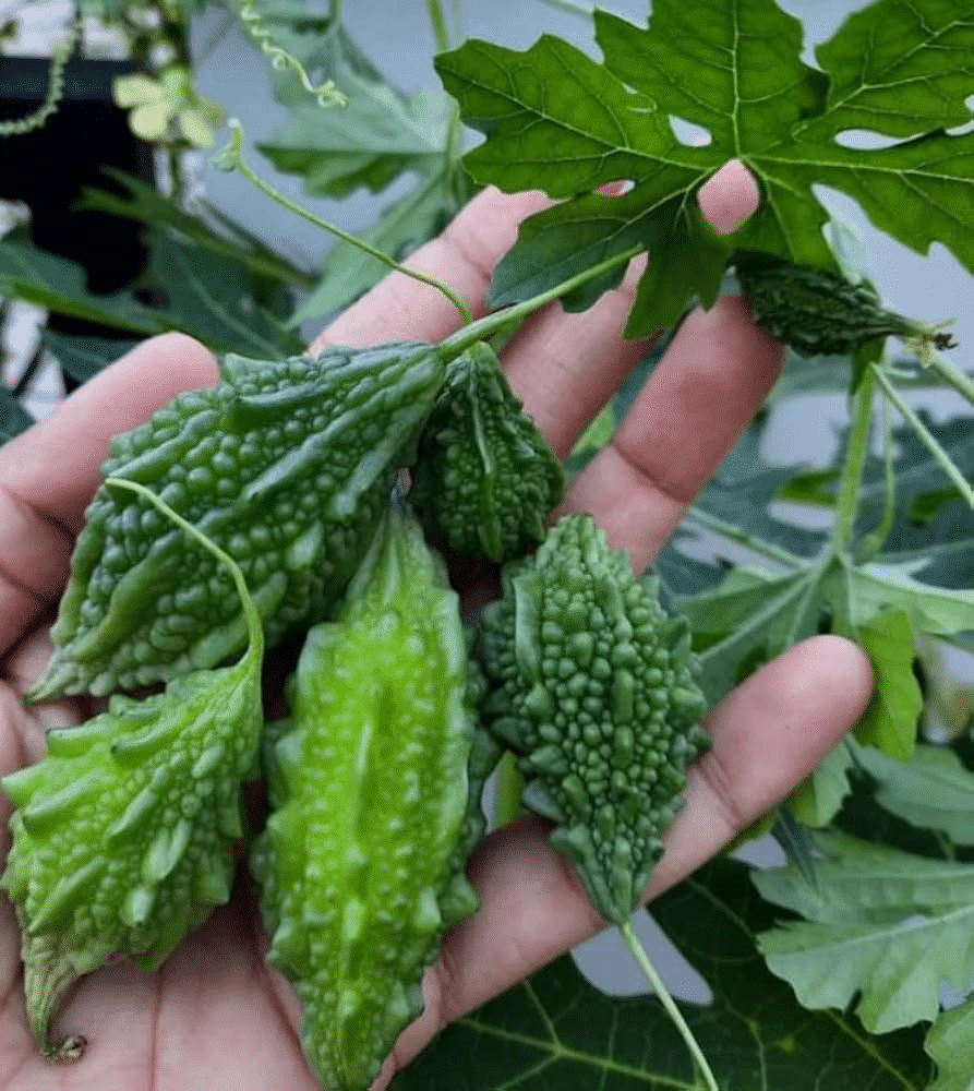     			Vedhahi Hybrid Bitter Gourd Vegetable ( 10 Seeds )