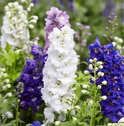     			Vedhahi Larkspur Flower ( 20 Seeds )
