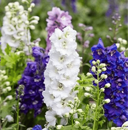     			Vedhahi Larkspur Flower ( 200 Seeds )