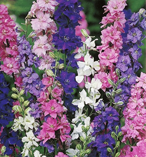     			Vedhahi Larkspur Flower ( 50 Seeds )
