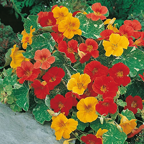     			Vedhahi Nasturtium Flower ( 100 Seeds )