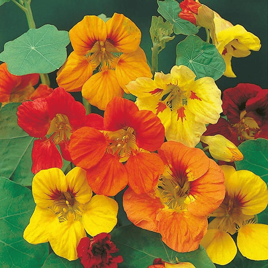     			Vedhahi Nasturtium Flower ( 50 Seeds )