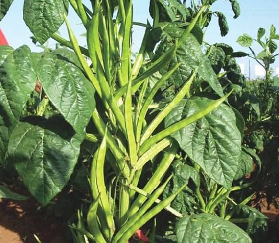     			Jignisha Seeds Hybrid Cluster Beans Vegetable ( 50 Seeds )