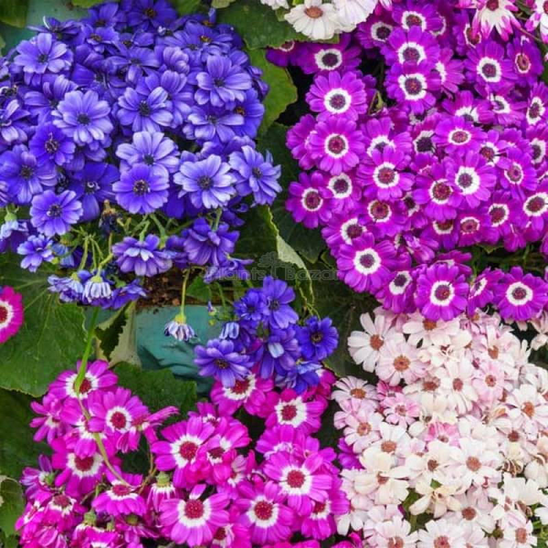     			LiveNature Cineraria Mixed Flower Seeds | Outdoor Flower Plant Seeds | Best For Home Garden & Terrace – 50 Seeds