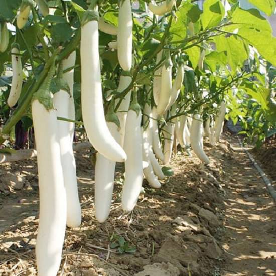 Jignisha Seeds Eggplant Vegetable ( 50 Seeds ) Jignisha Seeds Eggplant Vegetable ( 50 Seeds )