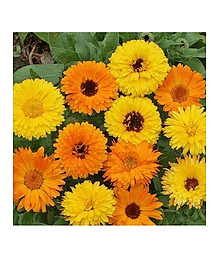 PARTHVA SEEDS Calendula Flower ( 30 Seeds )