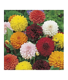 PARTHVA SEEDS Dahlia Flower ( 30 Seeds )