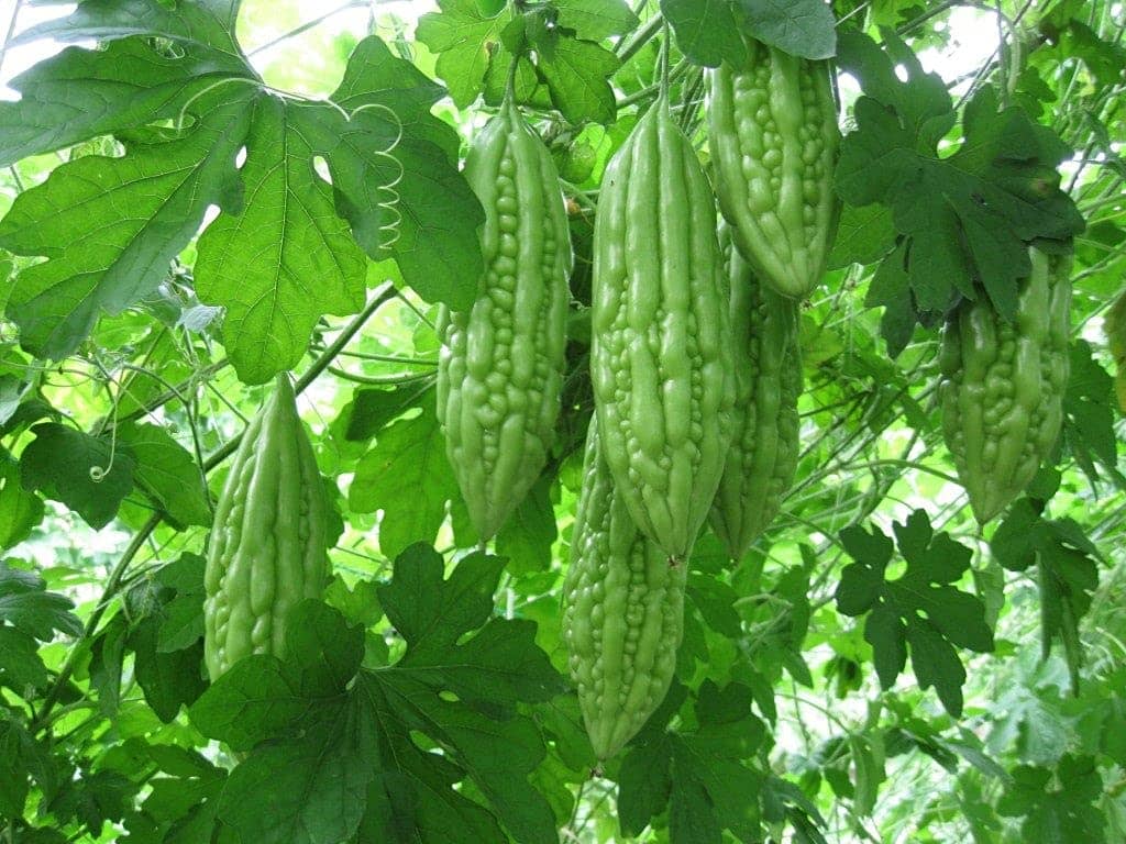 Aero Seeds Karela Vegetable ( 30 Seeds )