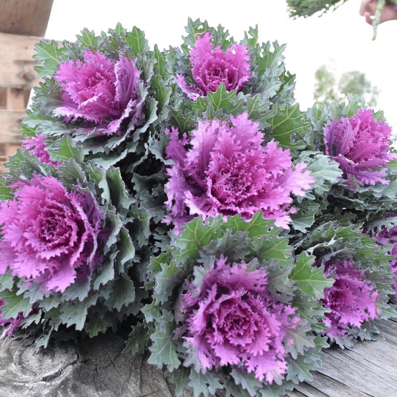     			Vedhahi Flowering Kale Flower ( 100 Seeds )