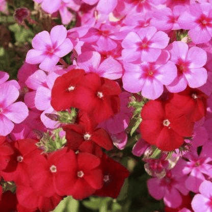    			Vedhahi Mixed Flower ( 20 Seeds )